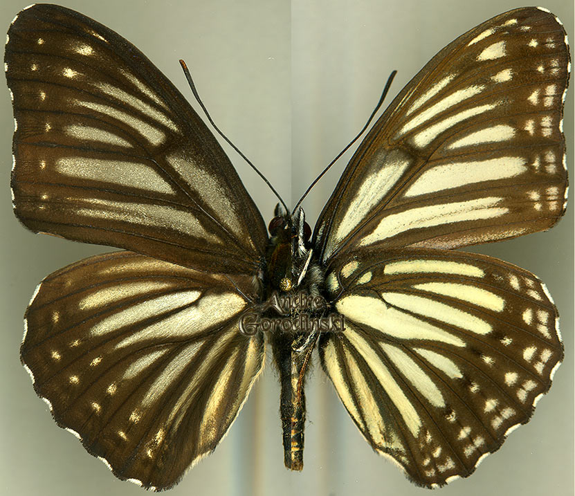 http://www.gorodinski.ru/nymphalidae/Limenitis mimica.jpg